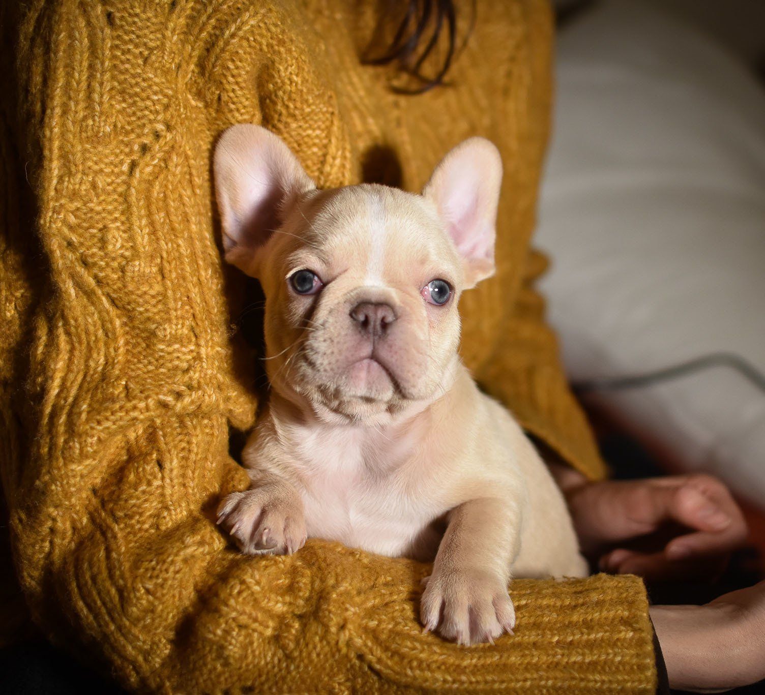 cachorros bulldog frances
