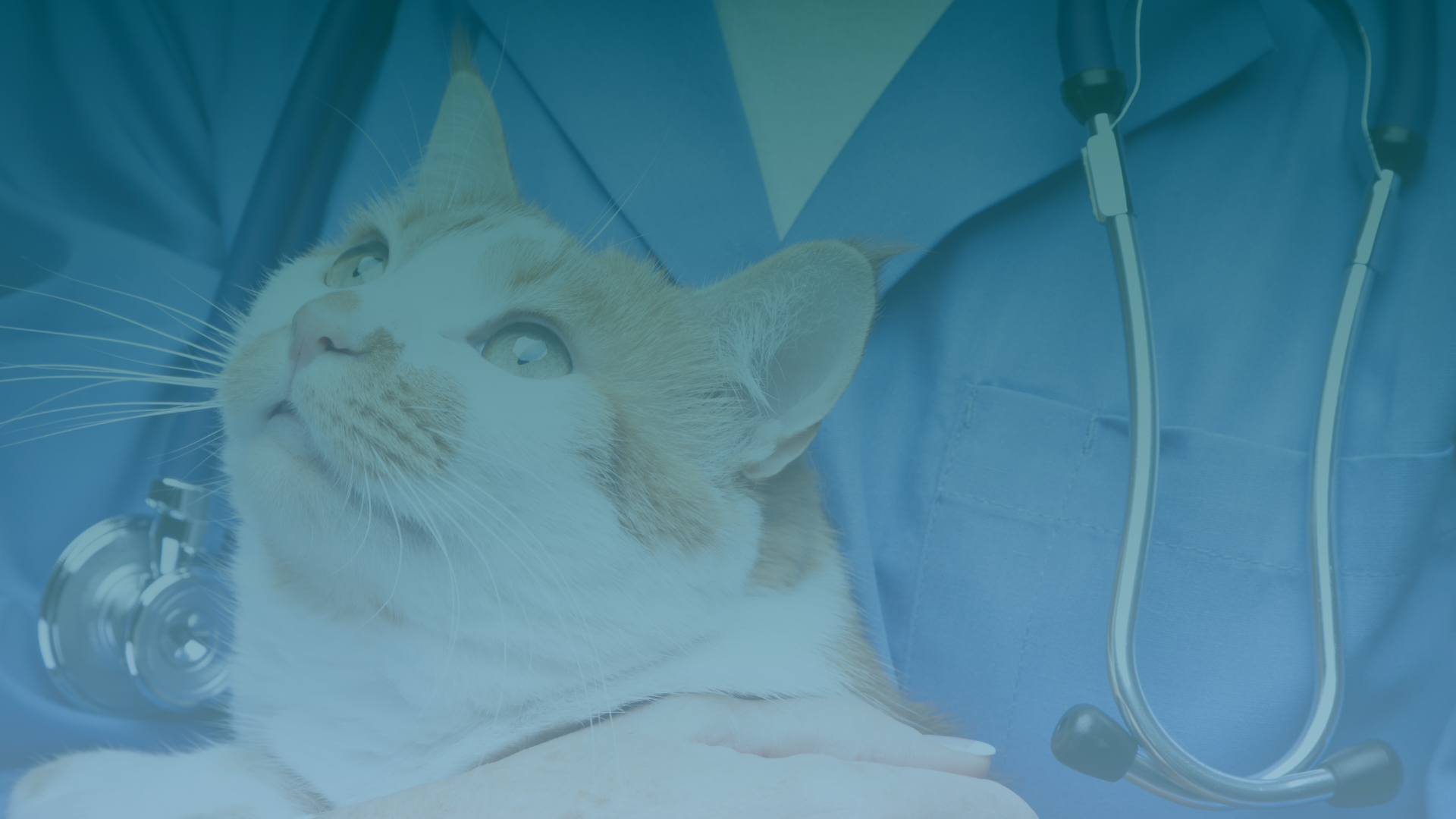 PROMEVET - PROGRAMA DE ATUALIZAÇÃO EM PEQUENOS ANIMAIS