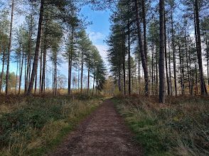 A dirt path in the middle of a forest.