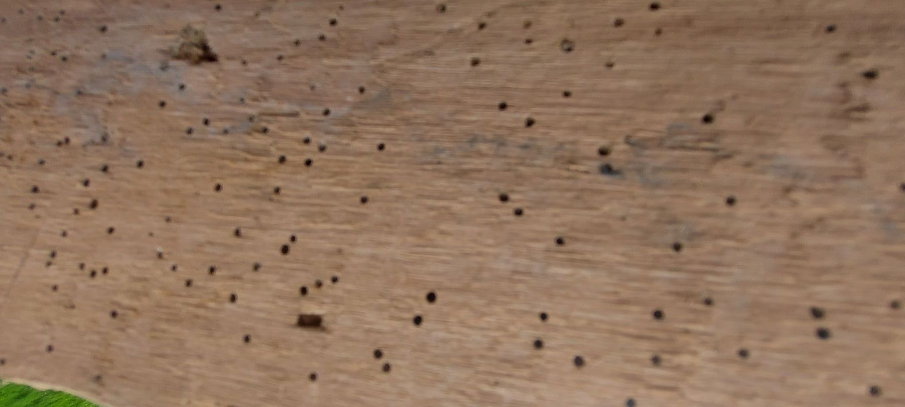 Kleine-gaatjes-in-hout-door-houtworm