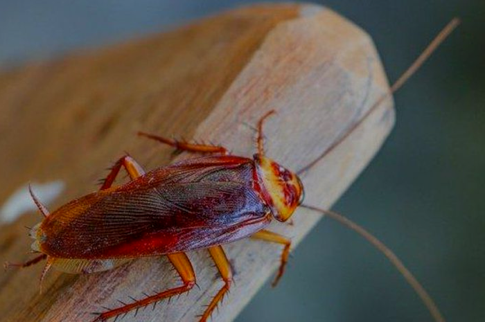 Amerikaanse-kakkerlak