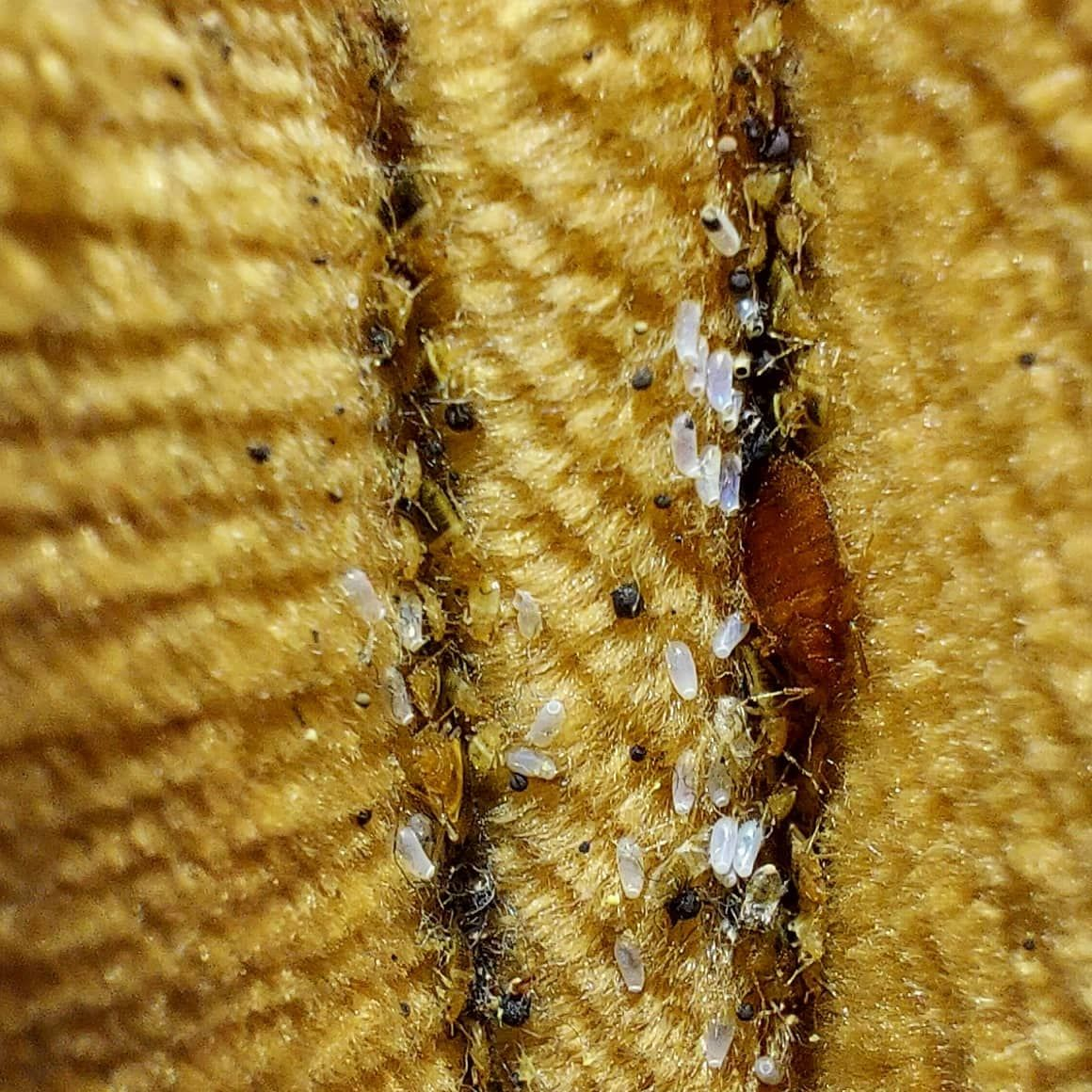 Bedwants-sporen gevonden in een zetel door killbugs