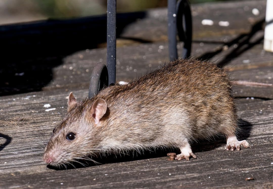 bruine-rat