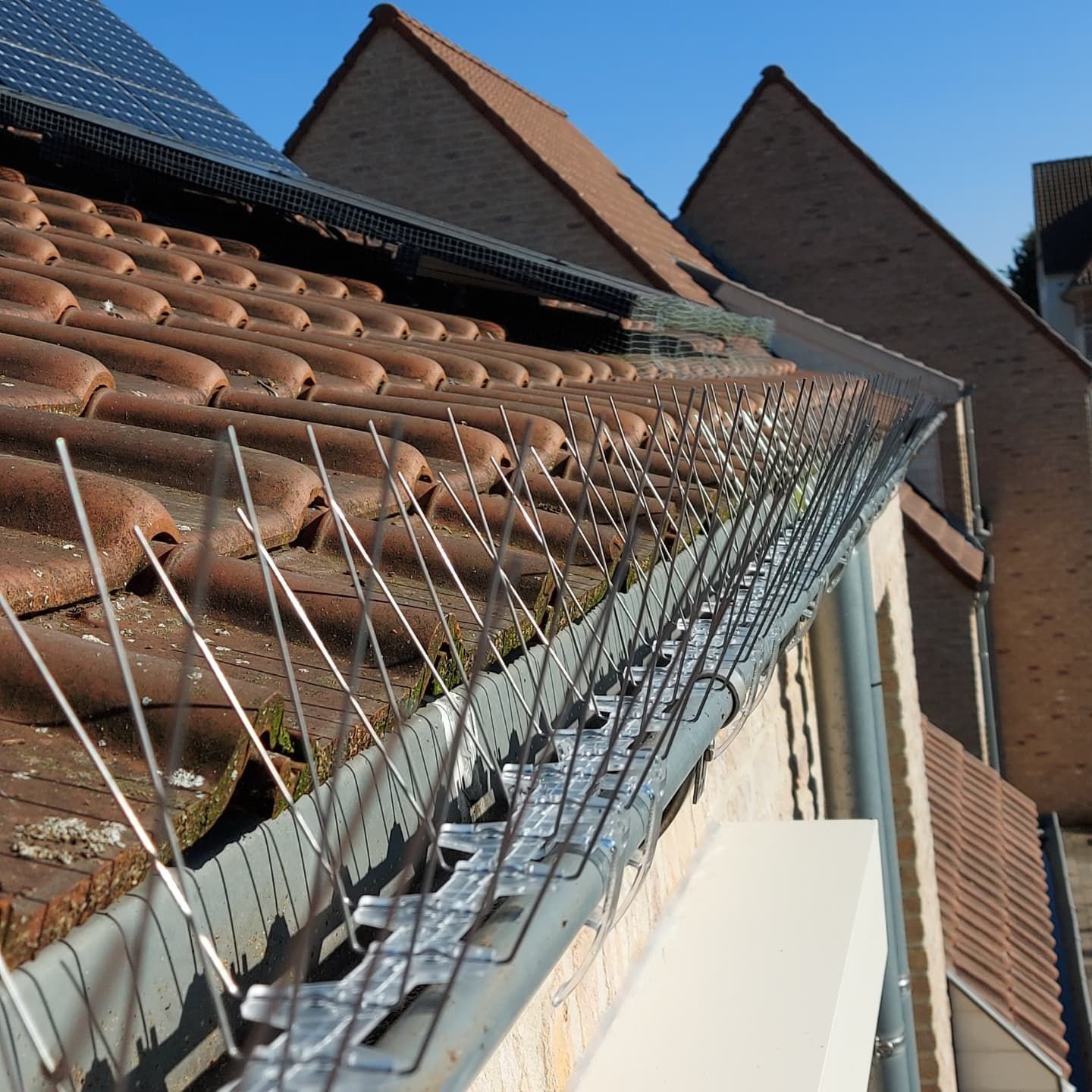 duivenpinnen geplaatst op dakgoot in Limburg