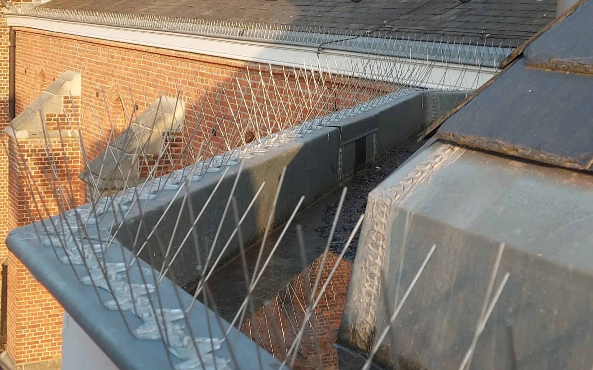 duivenpinnen op dakgoot geplaatst in Duffel door Killbugs