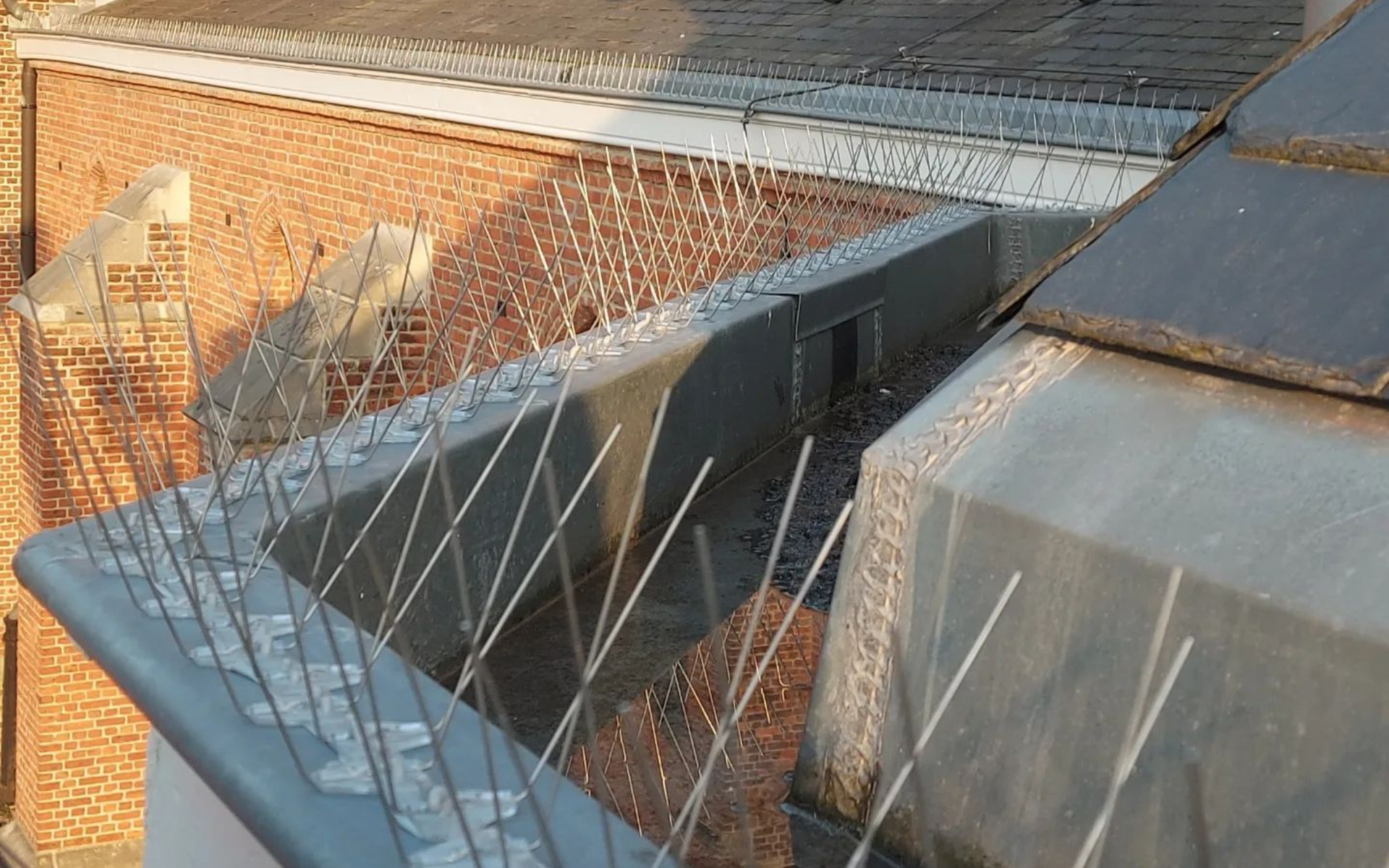 Duivenpinnen geplaatst op gebouw in Tienen door Killbugs