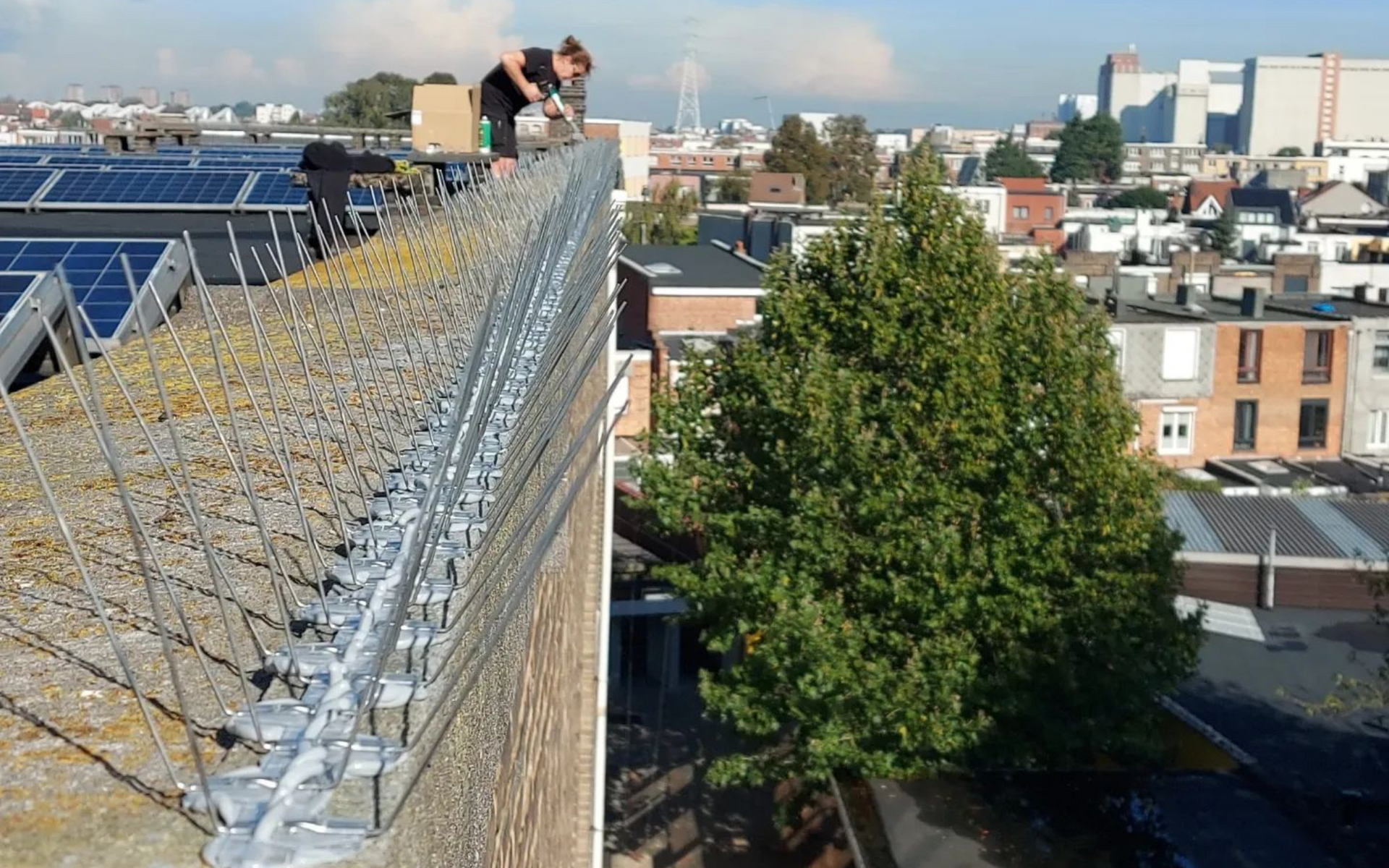 Duivenpinnen geplaatst op dakrand in Antwerpen door Killbugs