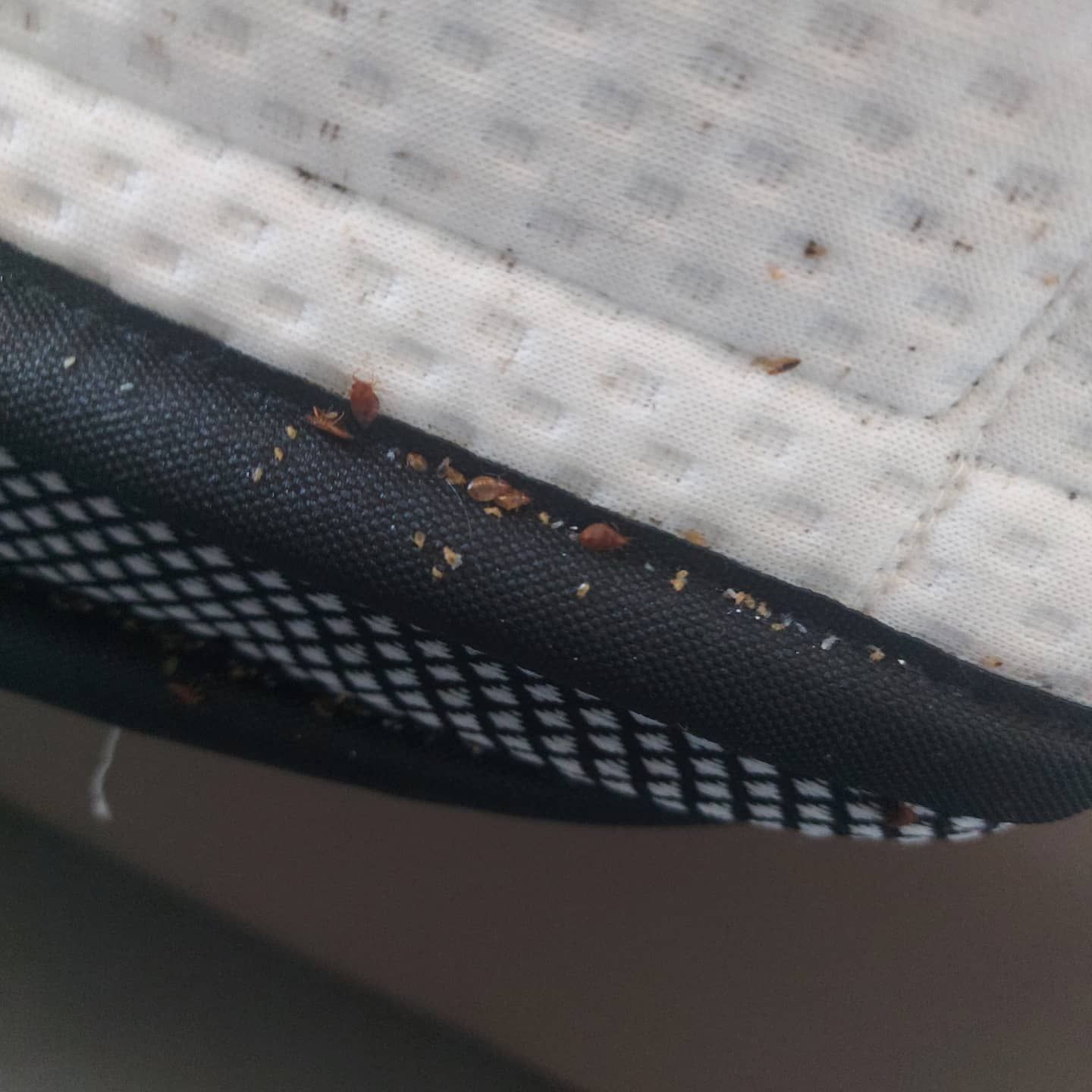 bedwantsen-in-matras