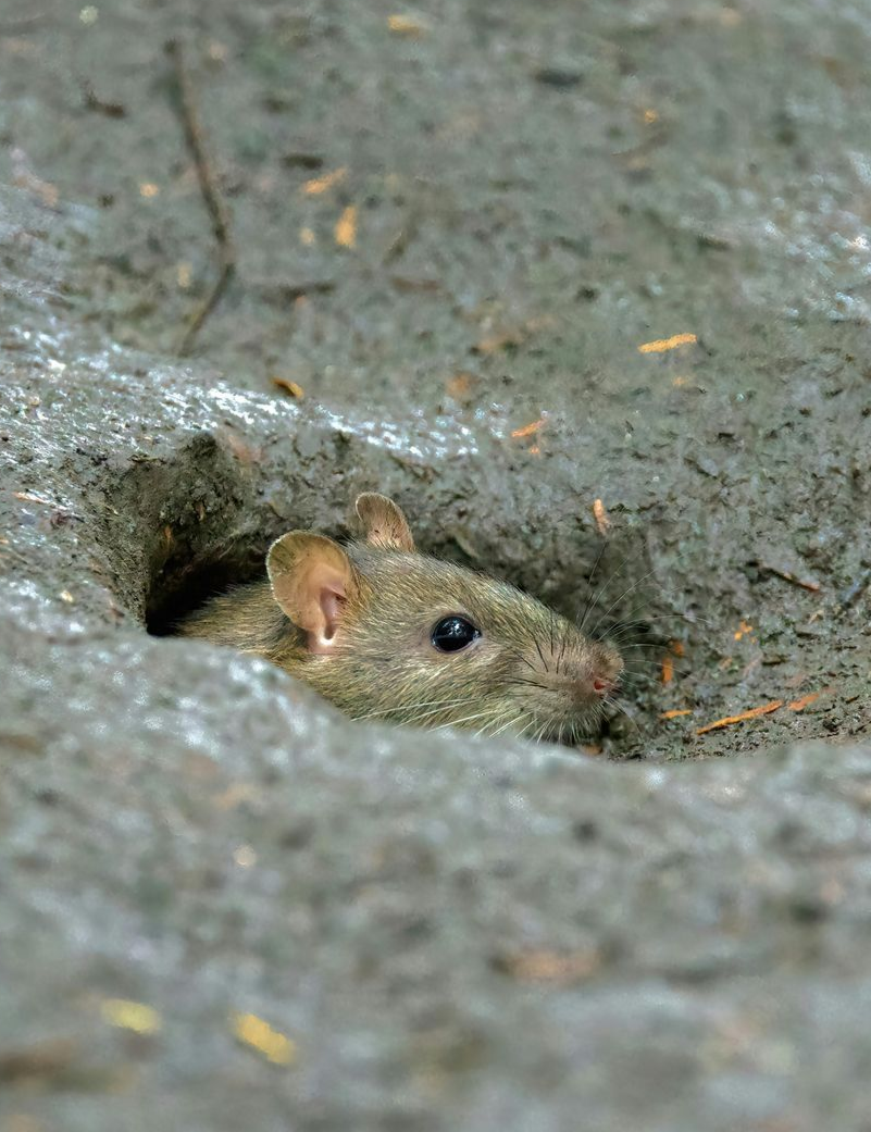 Ratten bestrijden bij kippen in Limburg door Killbugs