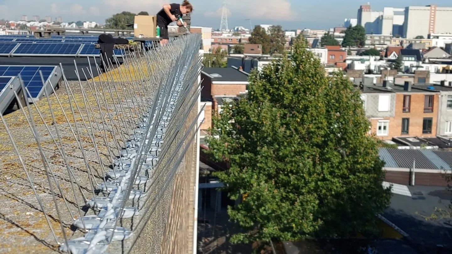 Vogelpinnen plaatsen op gebouw in Limburg door Killbugs