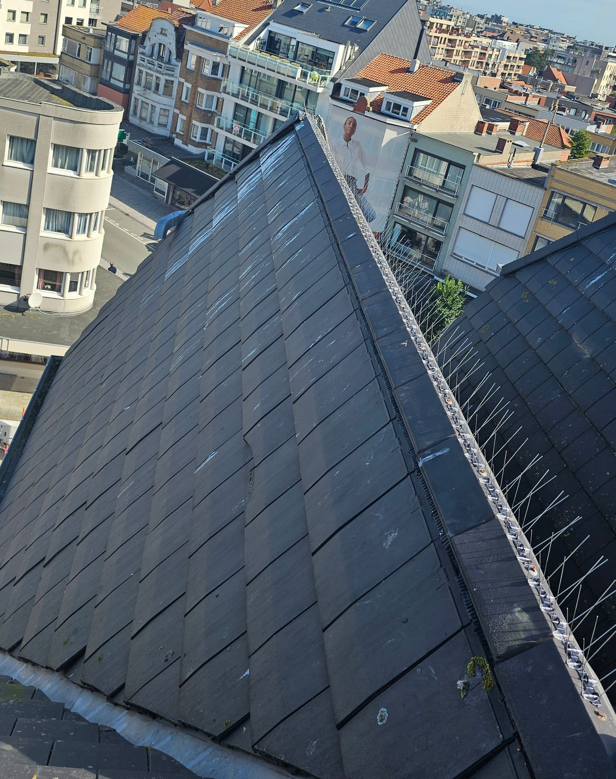 Vogelpinnen geplaatst op het dak en de zonnepanelen in Leuven door Killbugs

