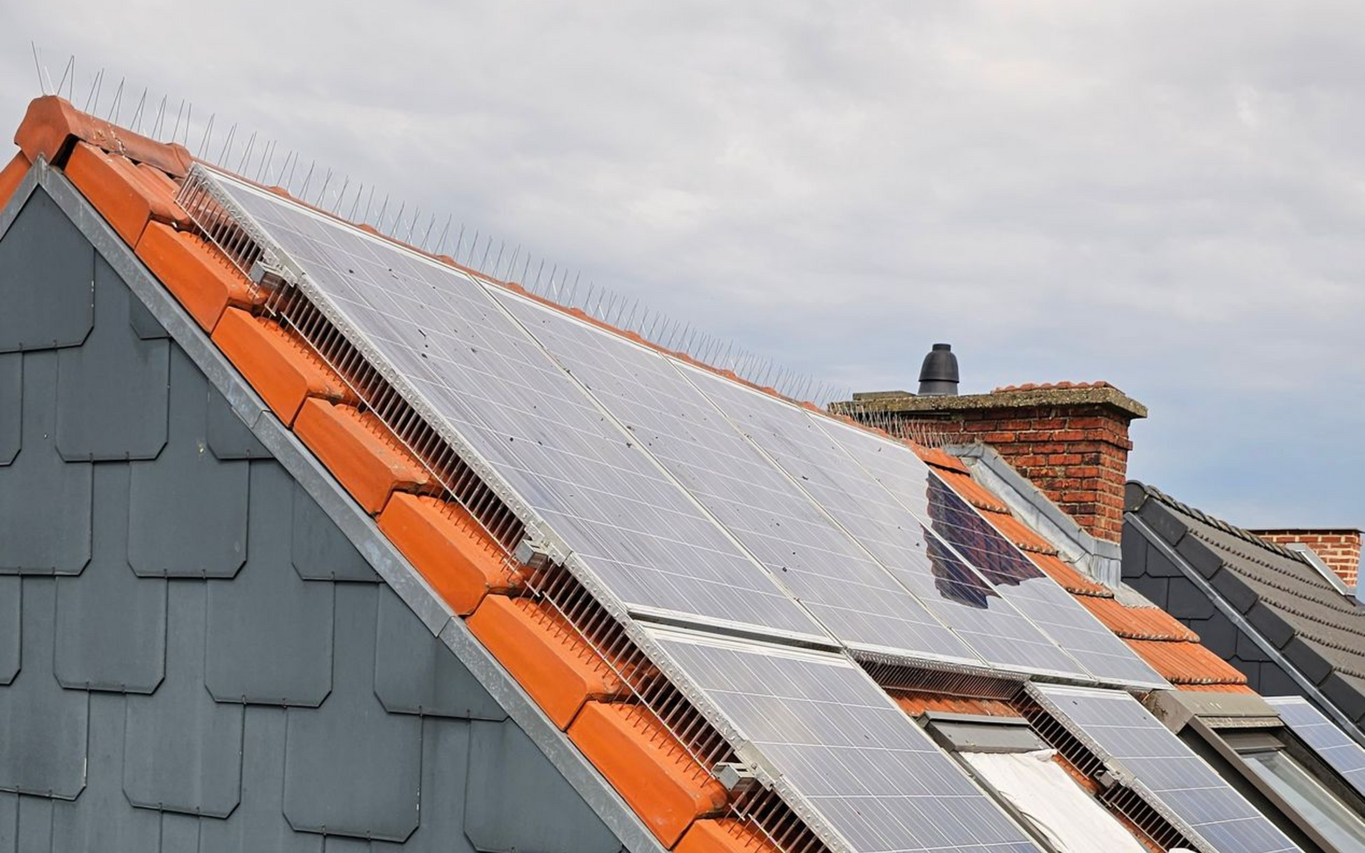 vogelpinnen en vogelwering zonnepanelen geplaatst in Hasselt door Killbugs