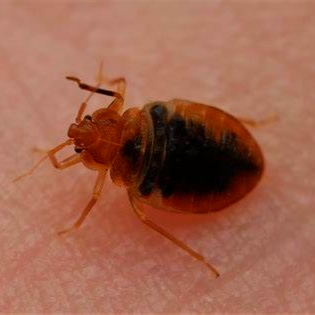 bedwants op huid gevonden door killbugs