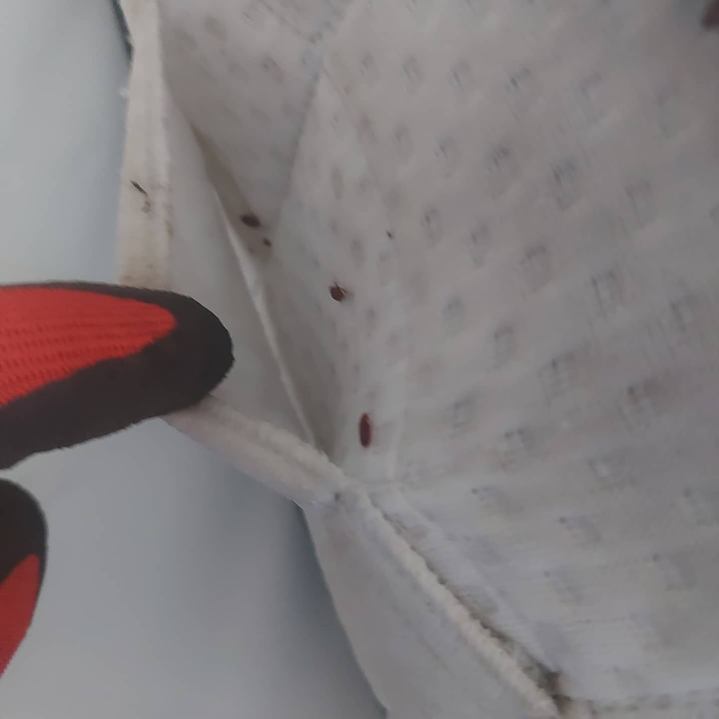 Bedwantsen op de matras bestrijden in Limburg door Killbugs