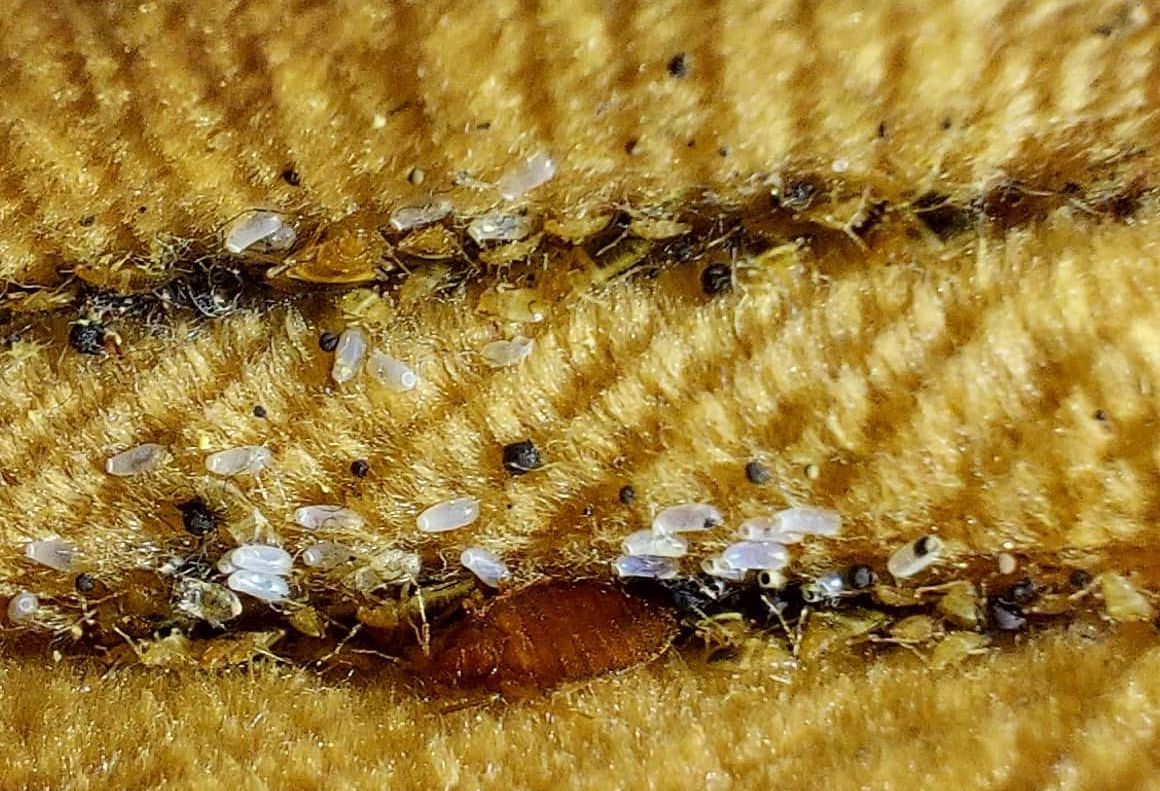 bedwantsen herkennen 