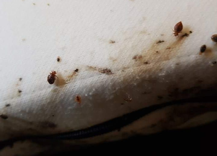bedwantsen in de matras