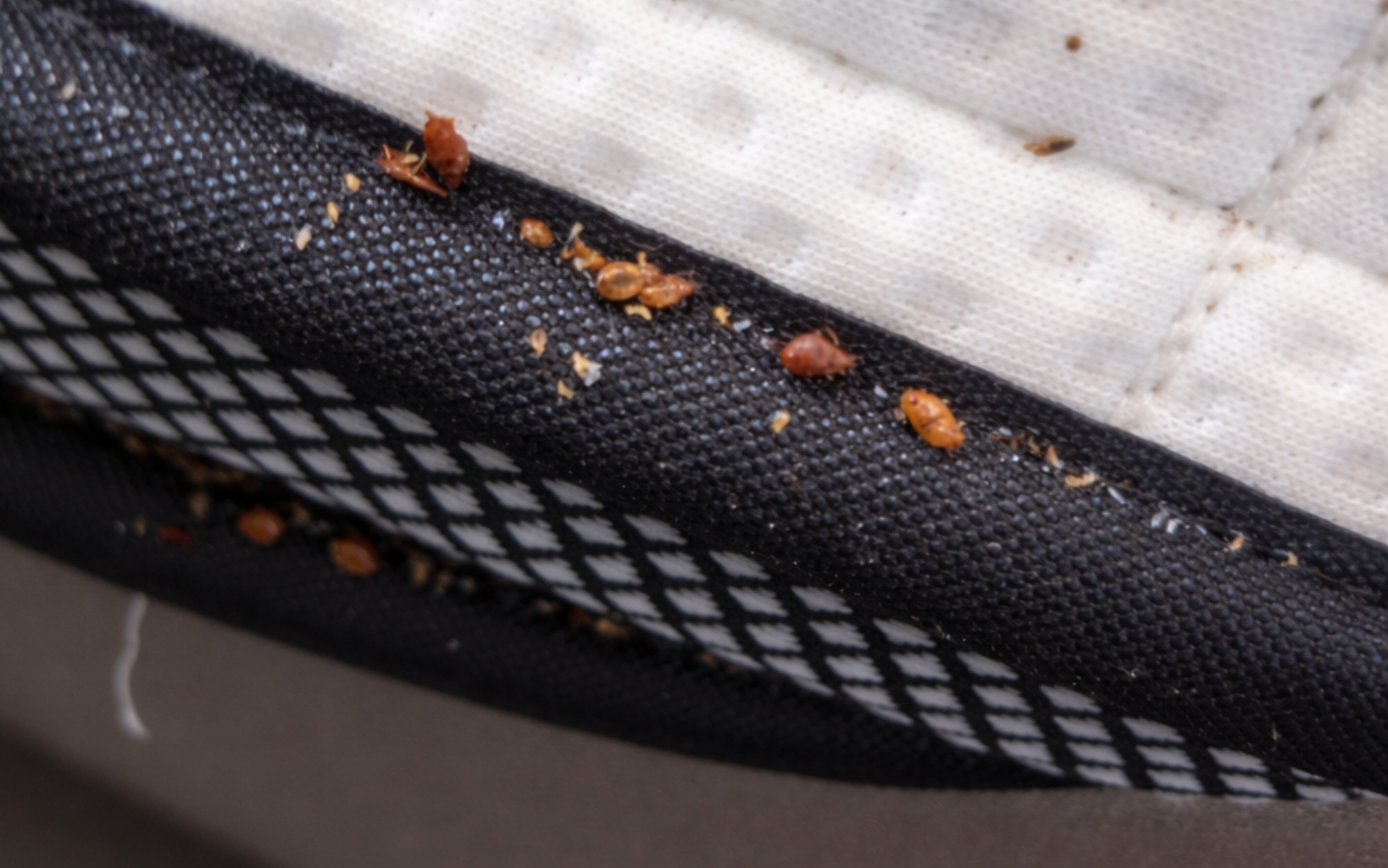 bedwantsen in matras