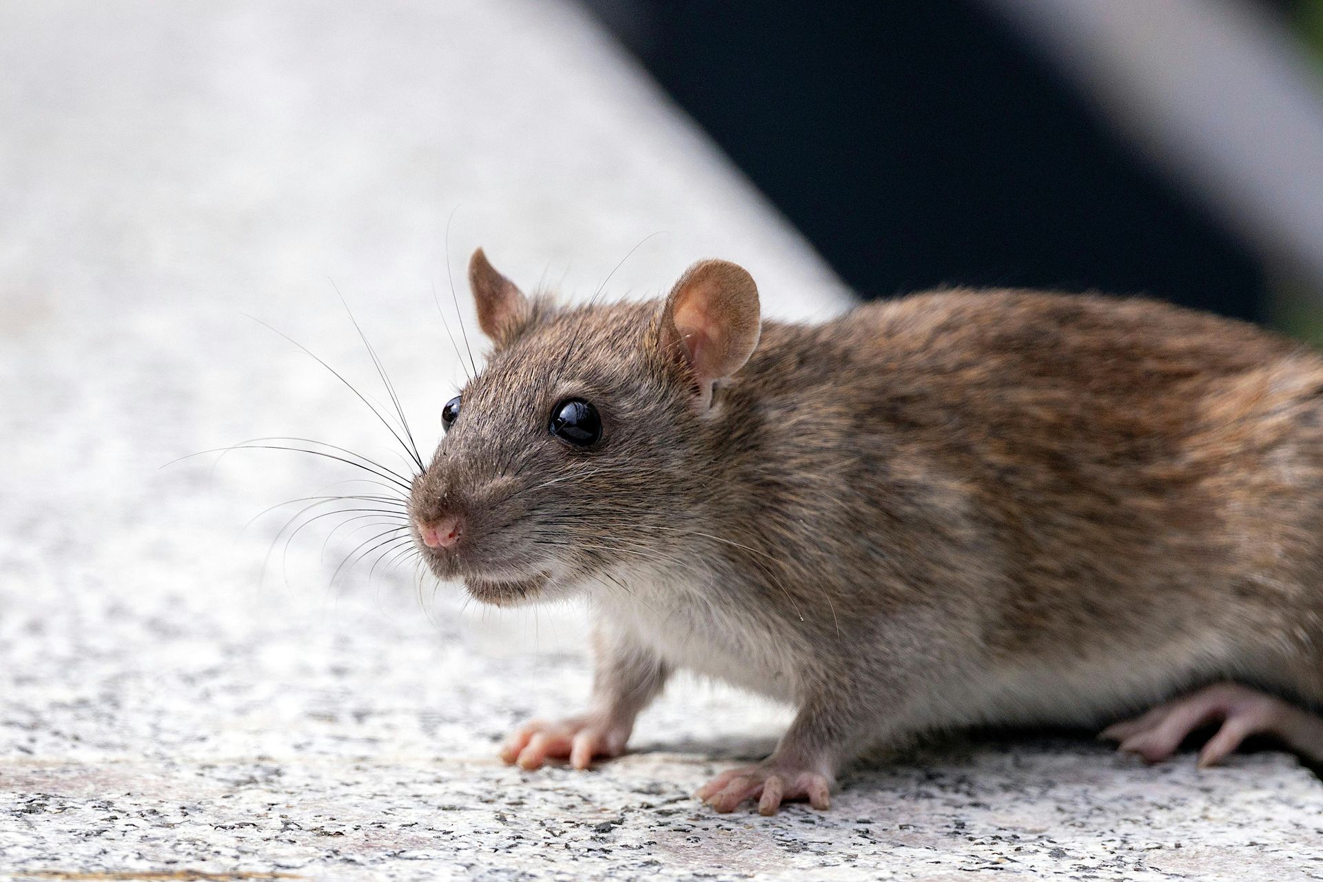 Bruine ratten bestrijden in de tuin in Limburg door killbugs