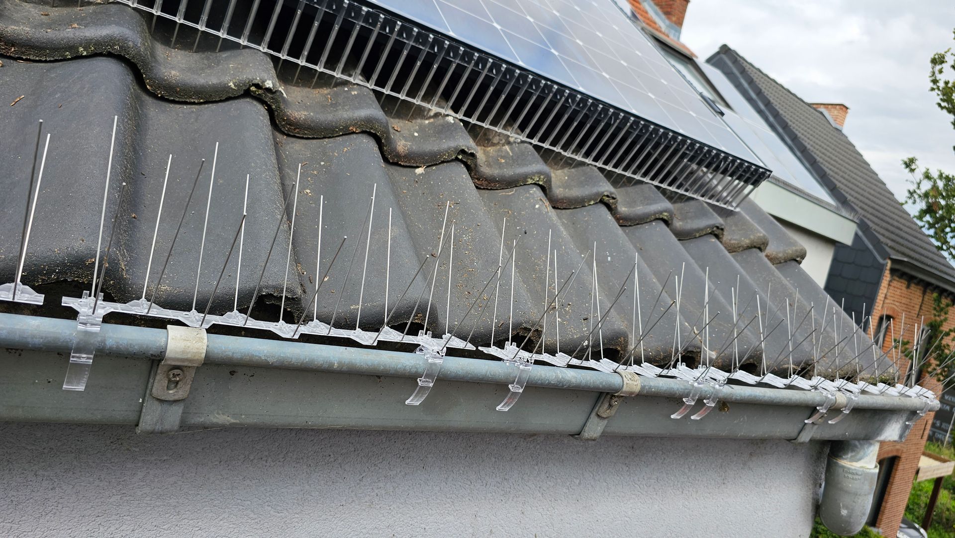 combinatie van vogelweringen