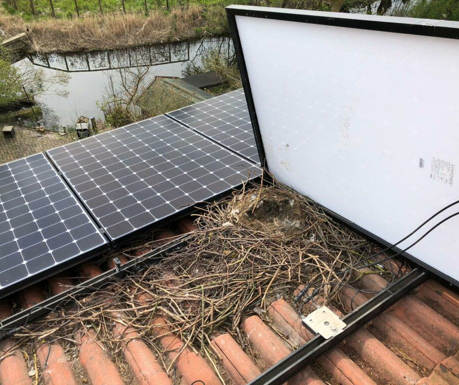 nesten verwijderen onder zonnepanelen in Limburg door Killbugs