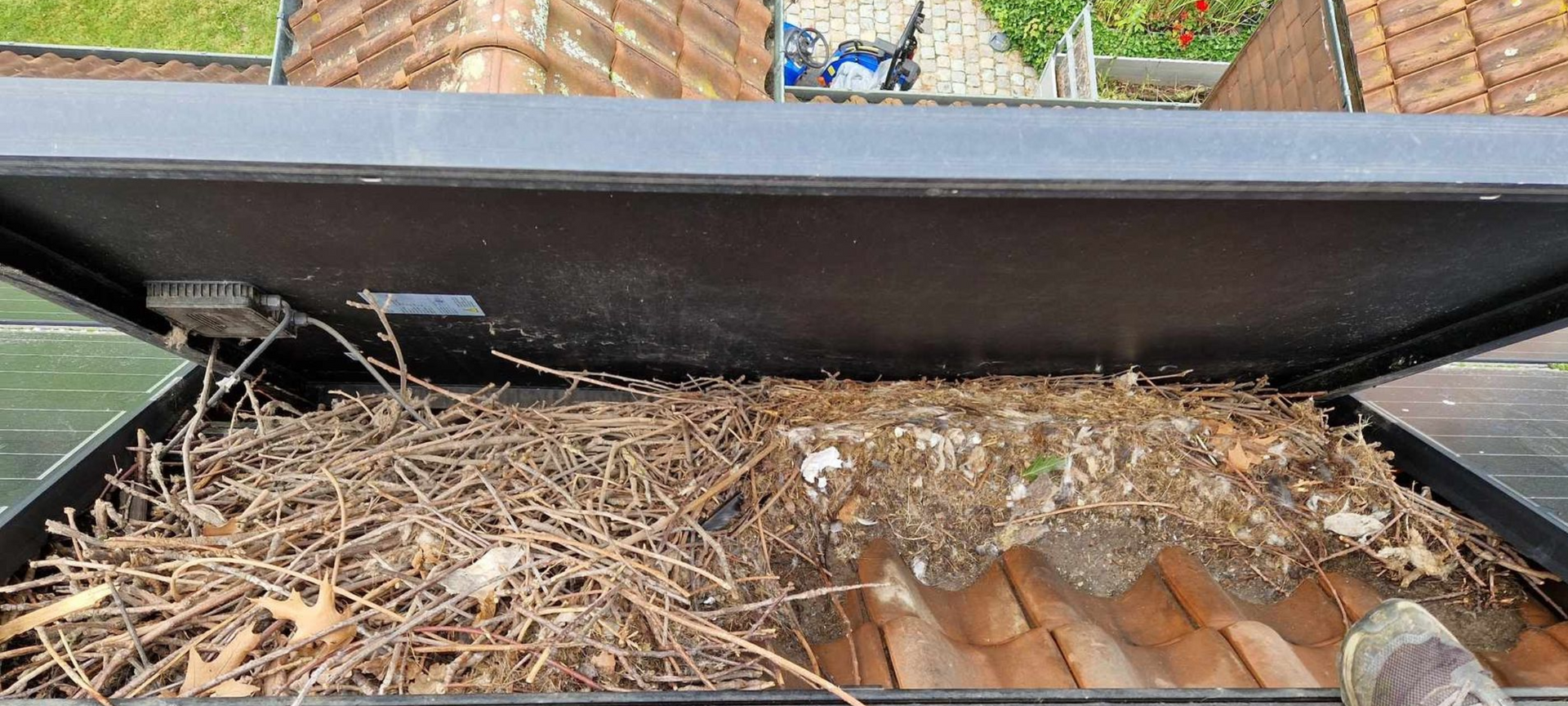 duivennesten onder zonnepanelen