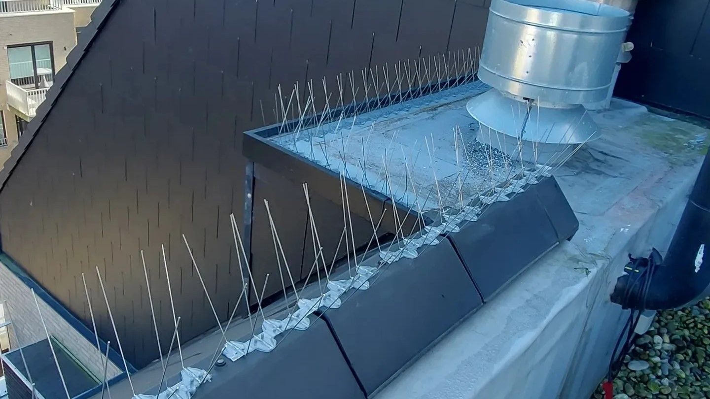 Duivenpinnen geplaatst op dakrand in Genk door Killbugs