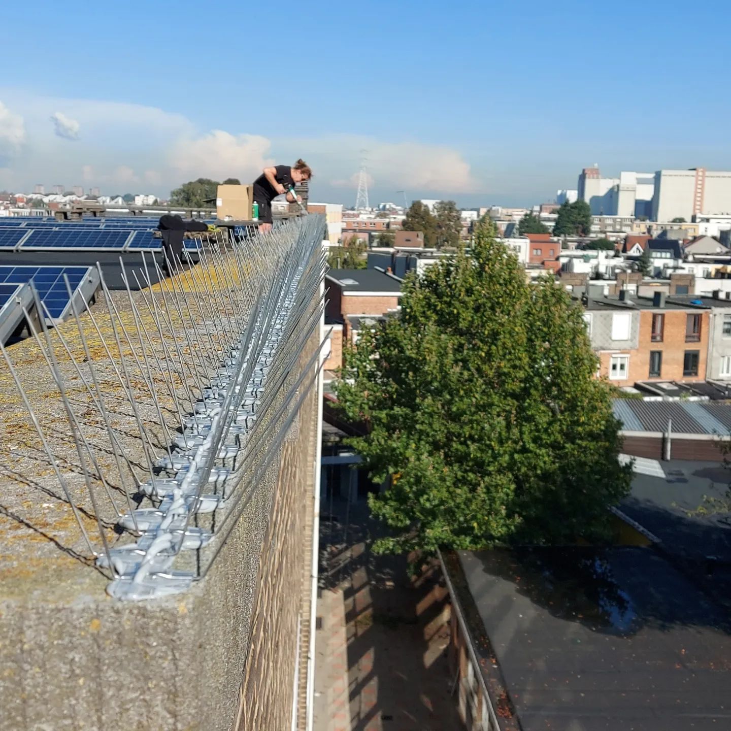 duivenpinnen plaatsen in Limburg