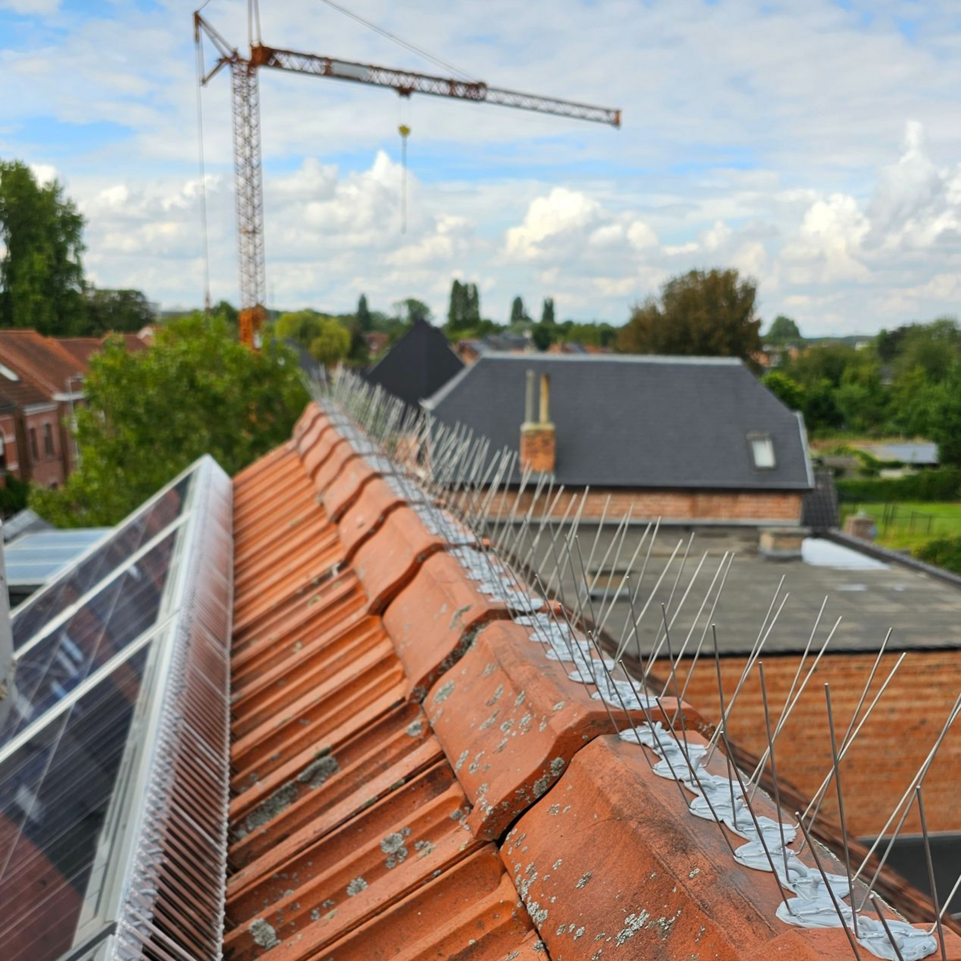 duivenwering geplaatst op de daknok en zonnepanelen in Limburg door Killbugs
