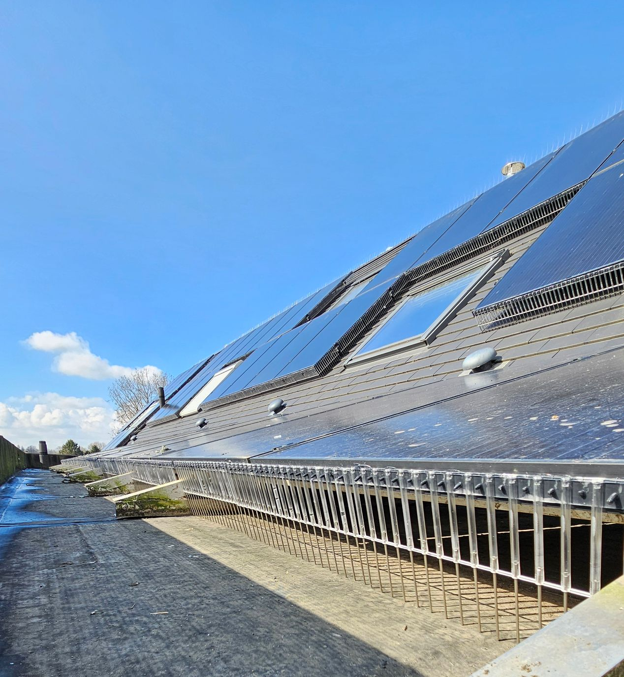 duivenwering voor zonnepanelen geplaatst in Limburg door killbugs