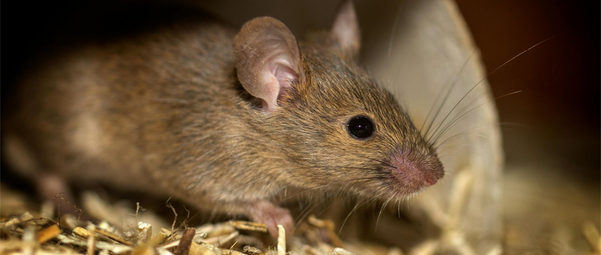 muizenbestrijding in Limburg door Killbugs