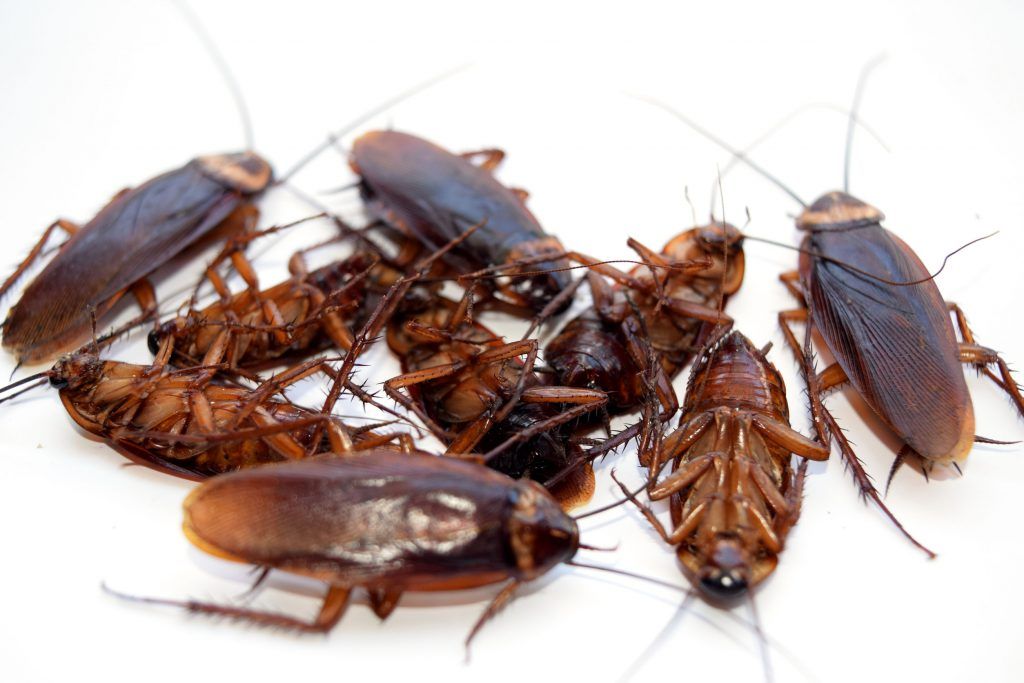 kakkerlakken-verdelgen