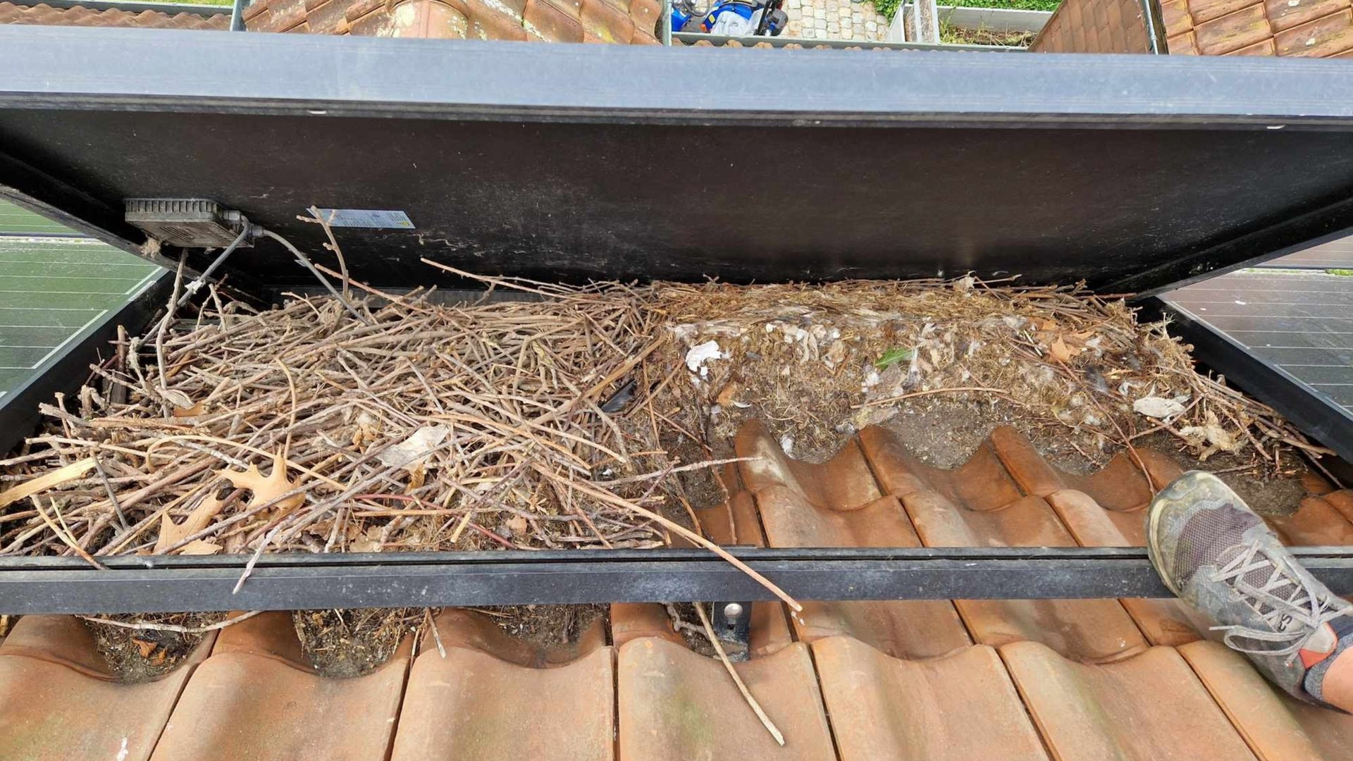 kauwennesten onder zonnepanelen