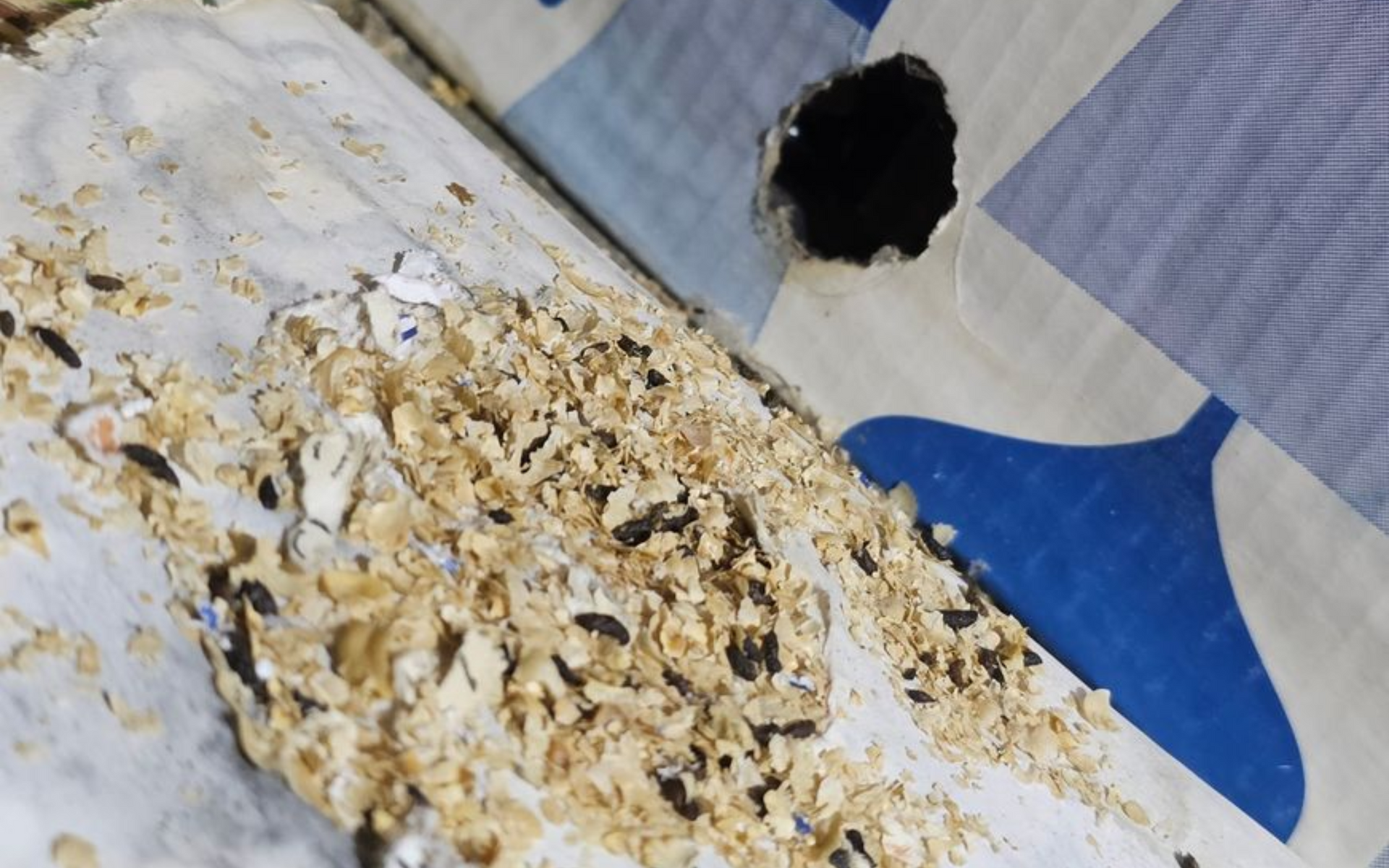 knaagschade door muizen in Hasselt 