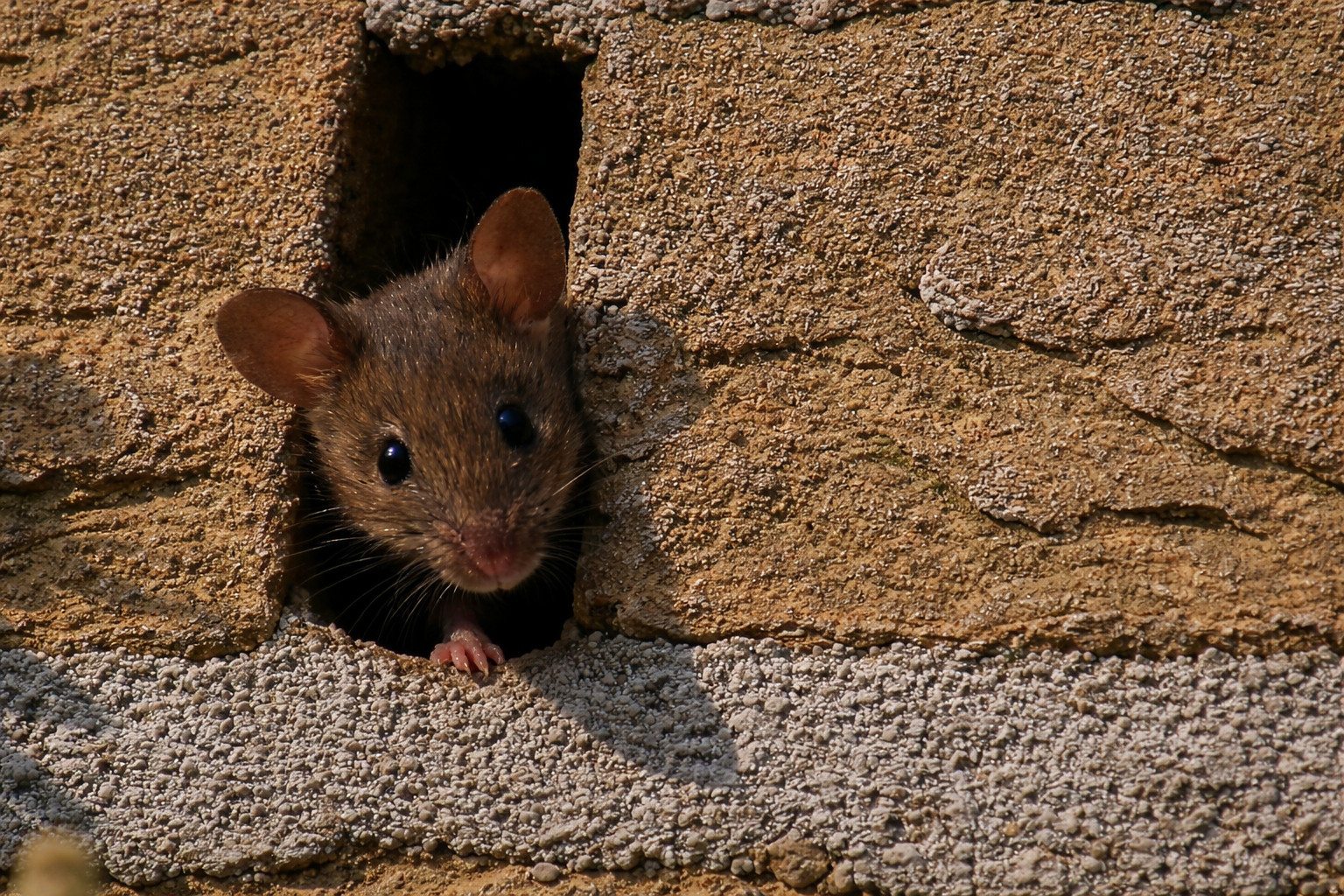 muizen in de spouwmuur bestrijden door Killbugs