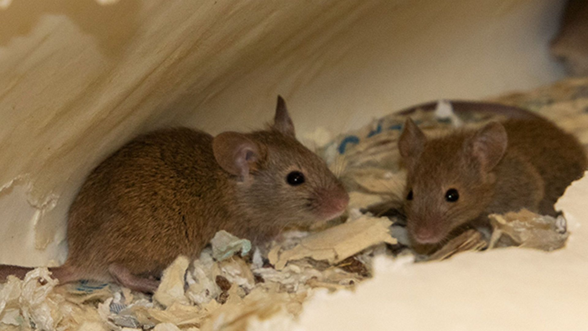 muizen in de keuken bestrijden