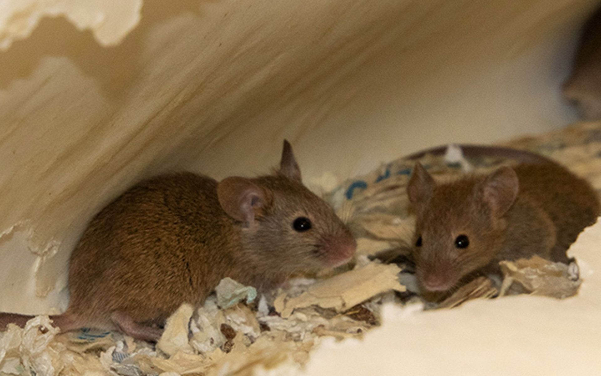 meerdere muizen in het plafond
