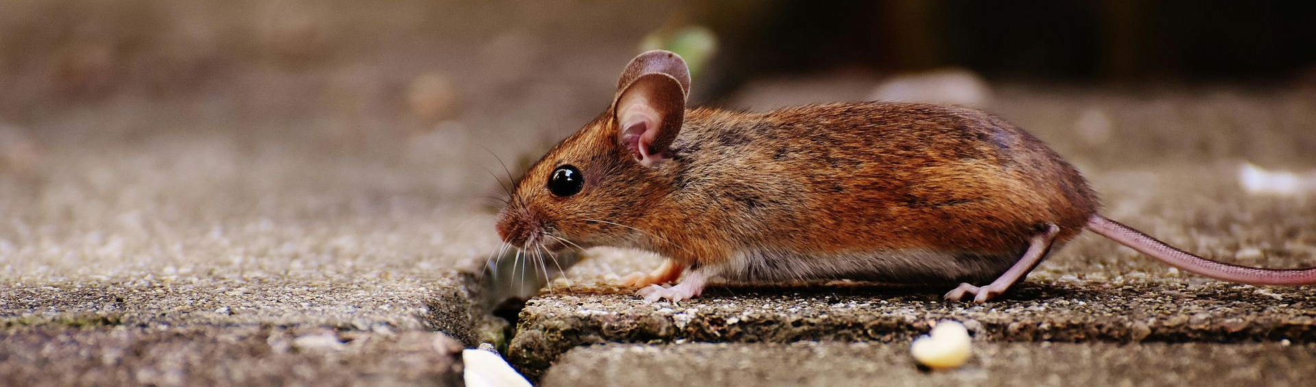 muizen verjagen wat werkt echt tips en oplossingen