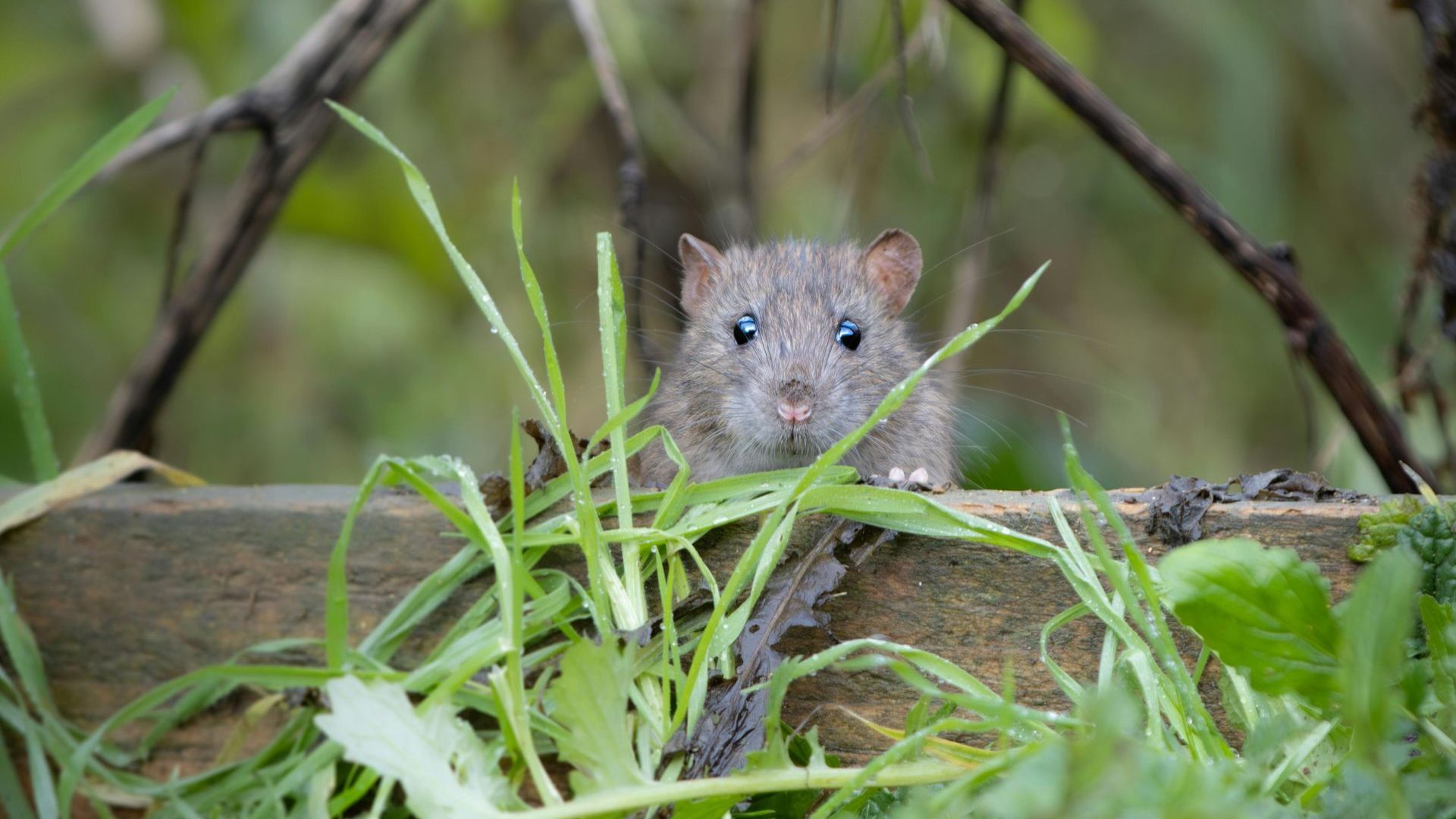 veldmuis
