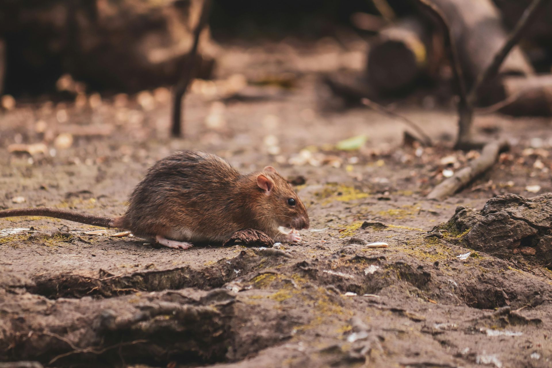 Bruine-ratten-bestrijden-Limburg