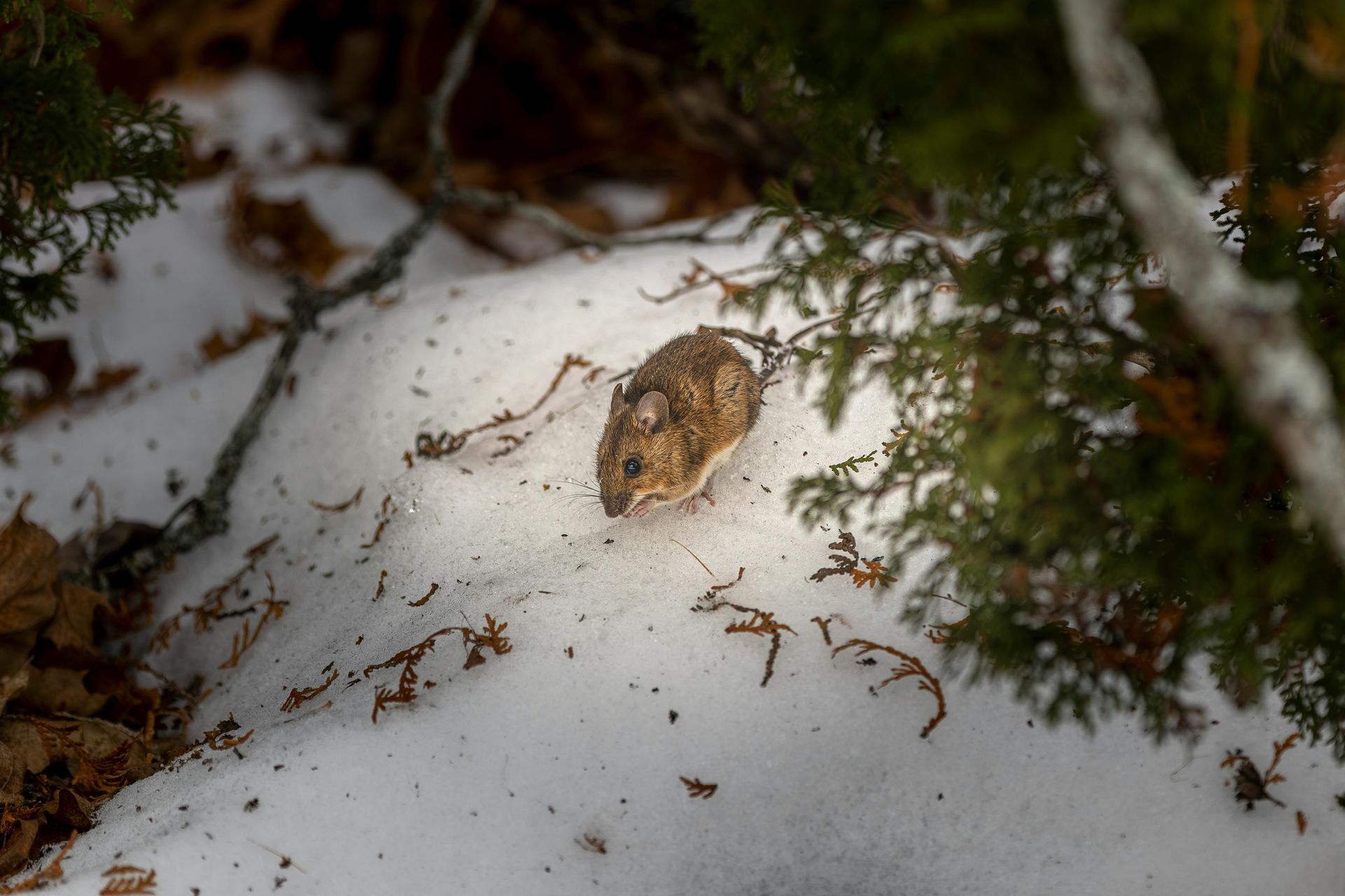 Ongedierte-in-huis-in-de-wintermaanden
