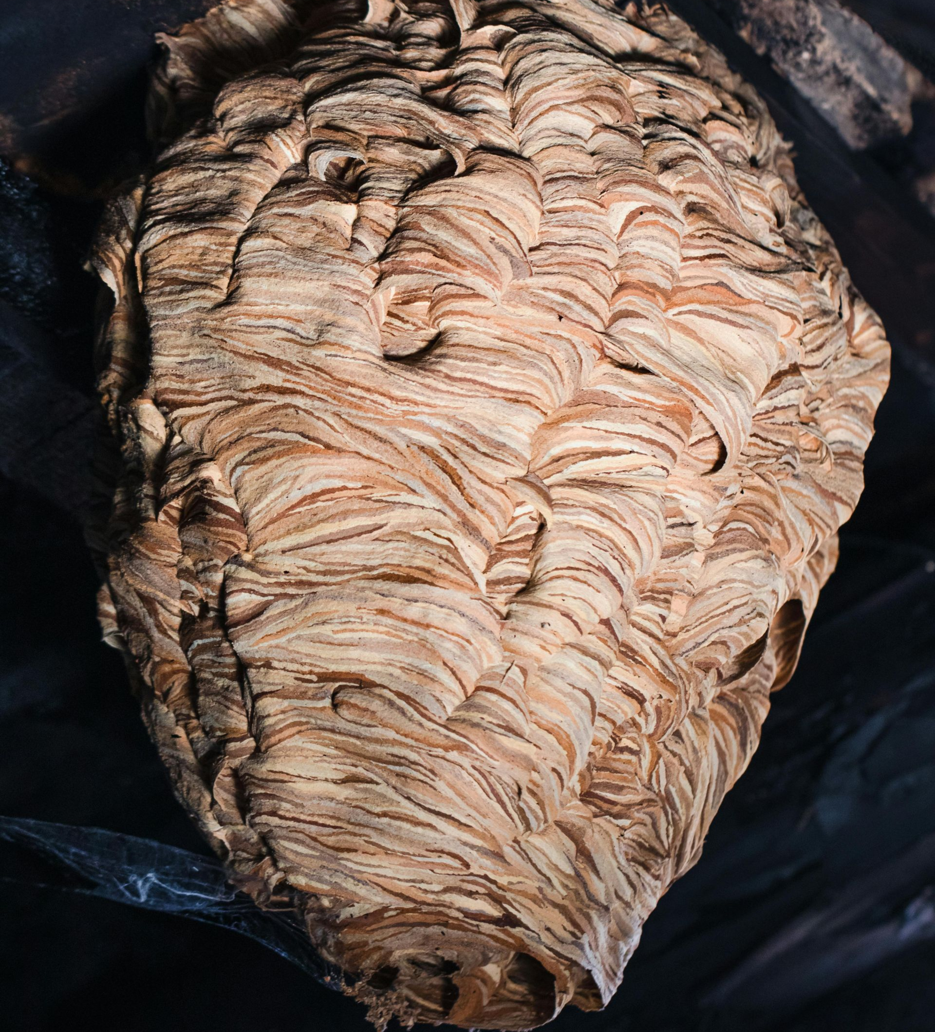 wespenbestrijding in Limburg door killbugs