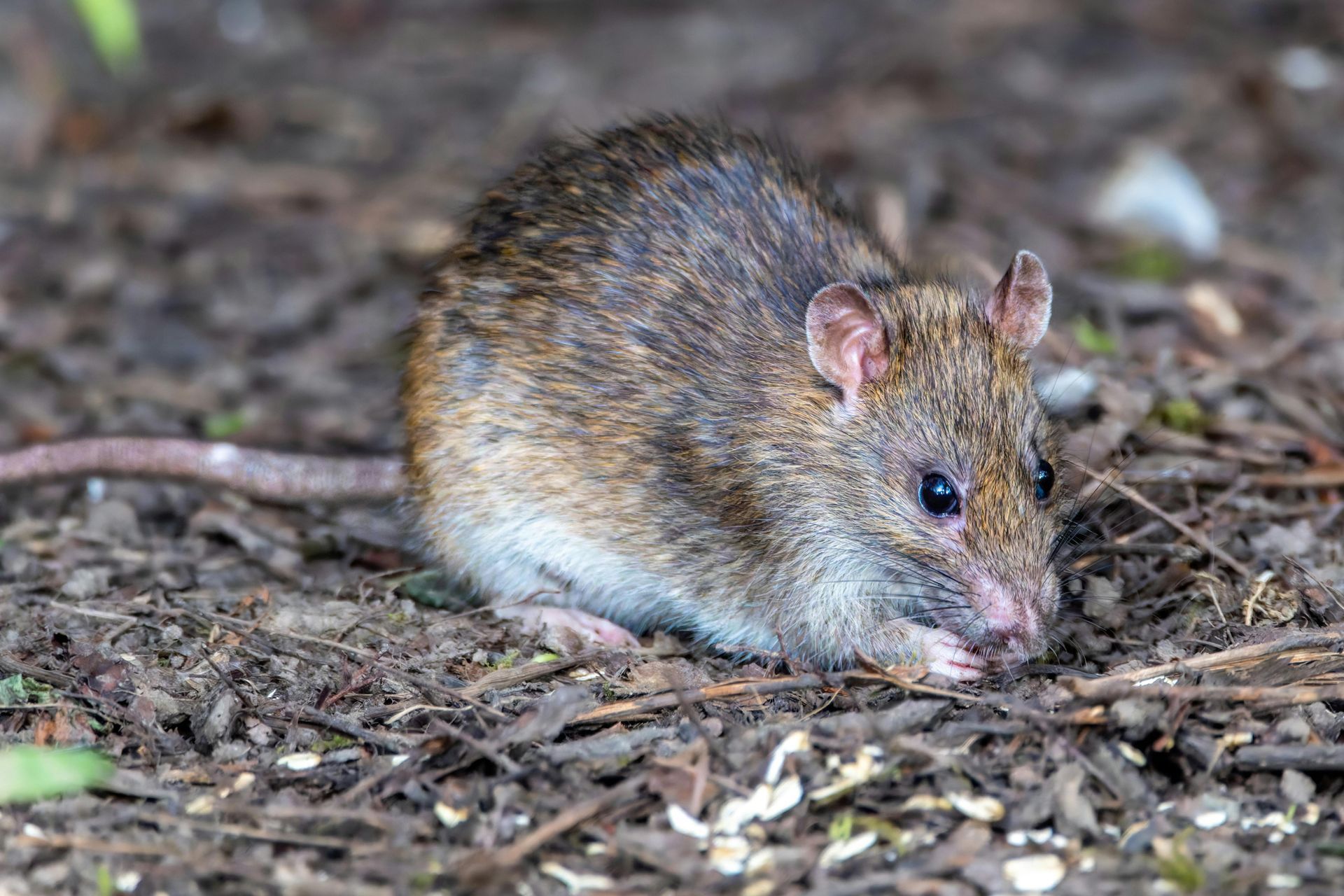 Bruine-rat