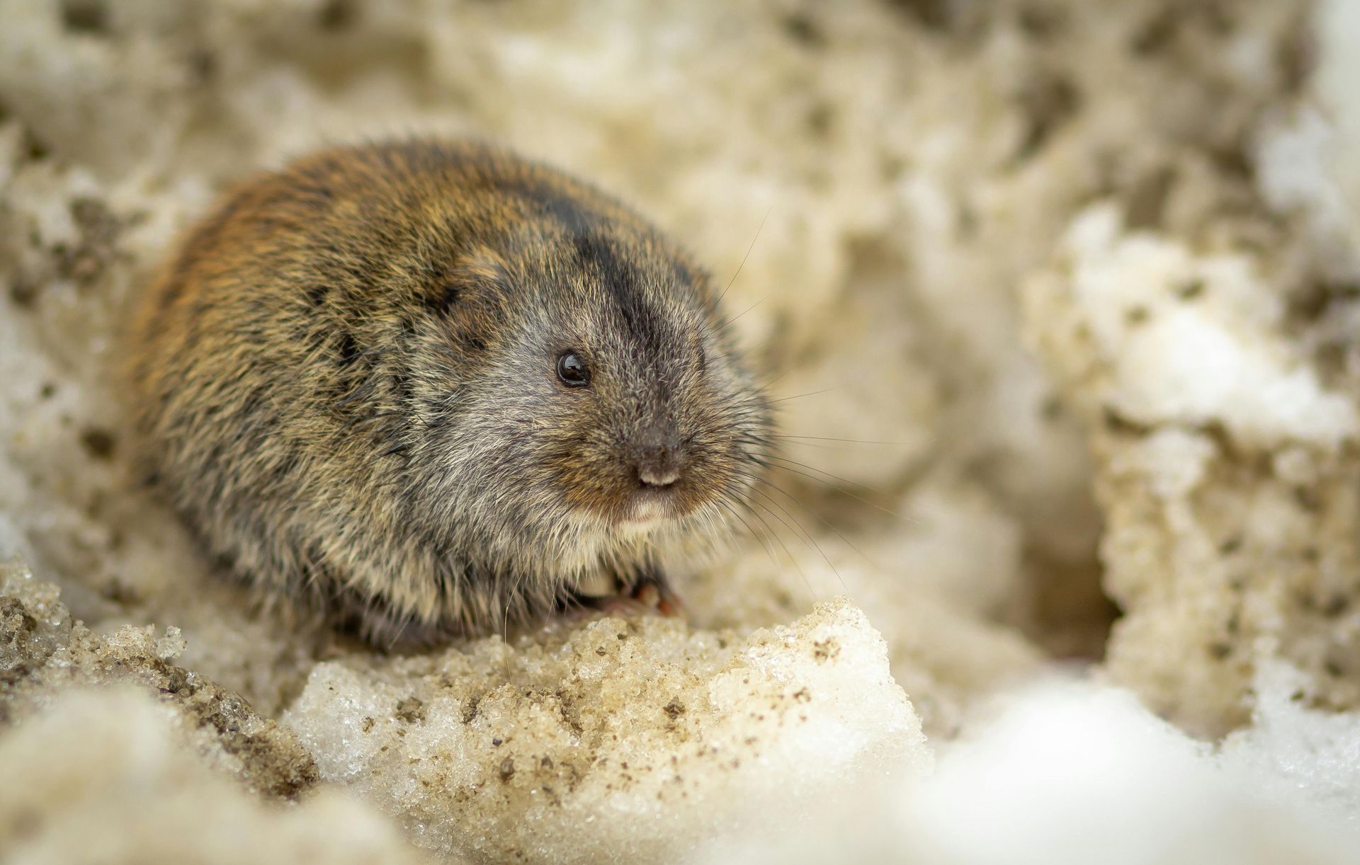 veldmuis