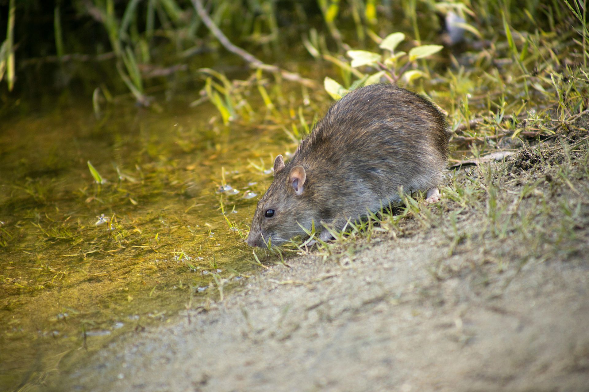 Bruine-rat
