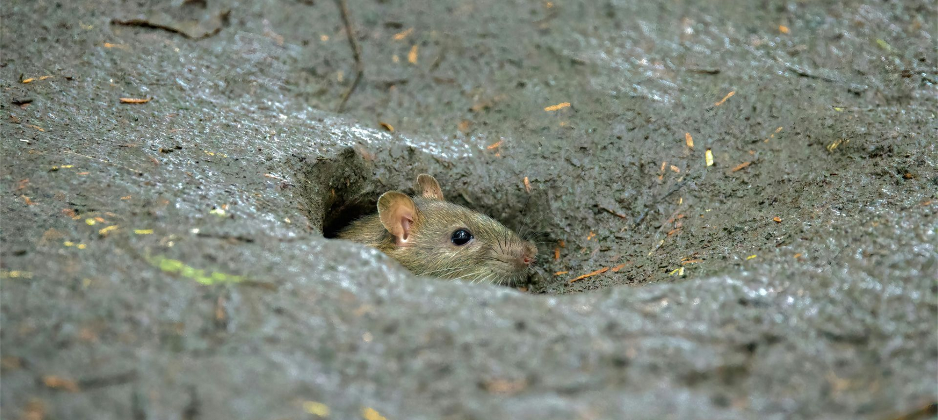 ratten in de tuin bestrijden door Killbugs