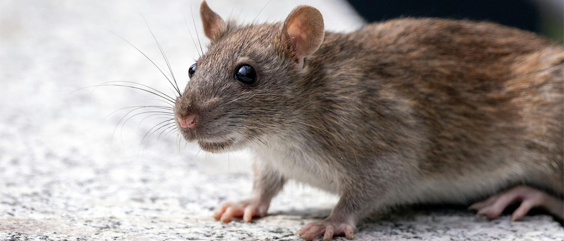 rattenbestrijding in Limburg door Killbugs