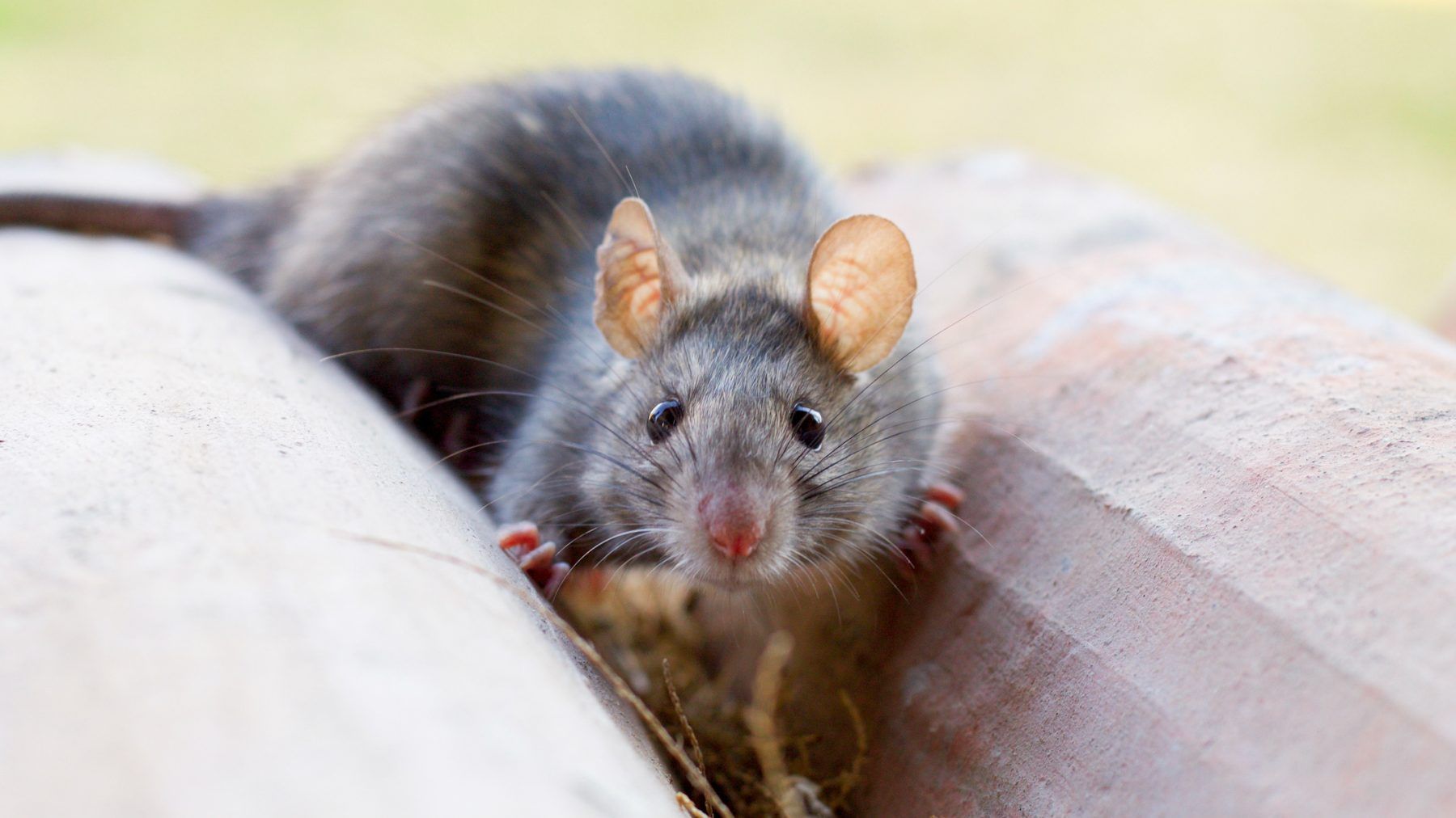 Ratten-bestrijden