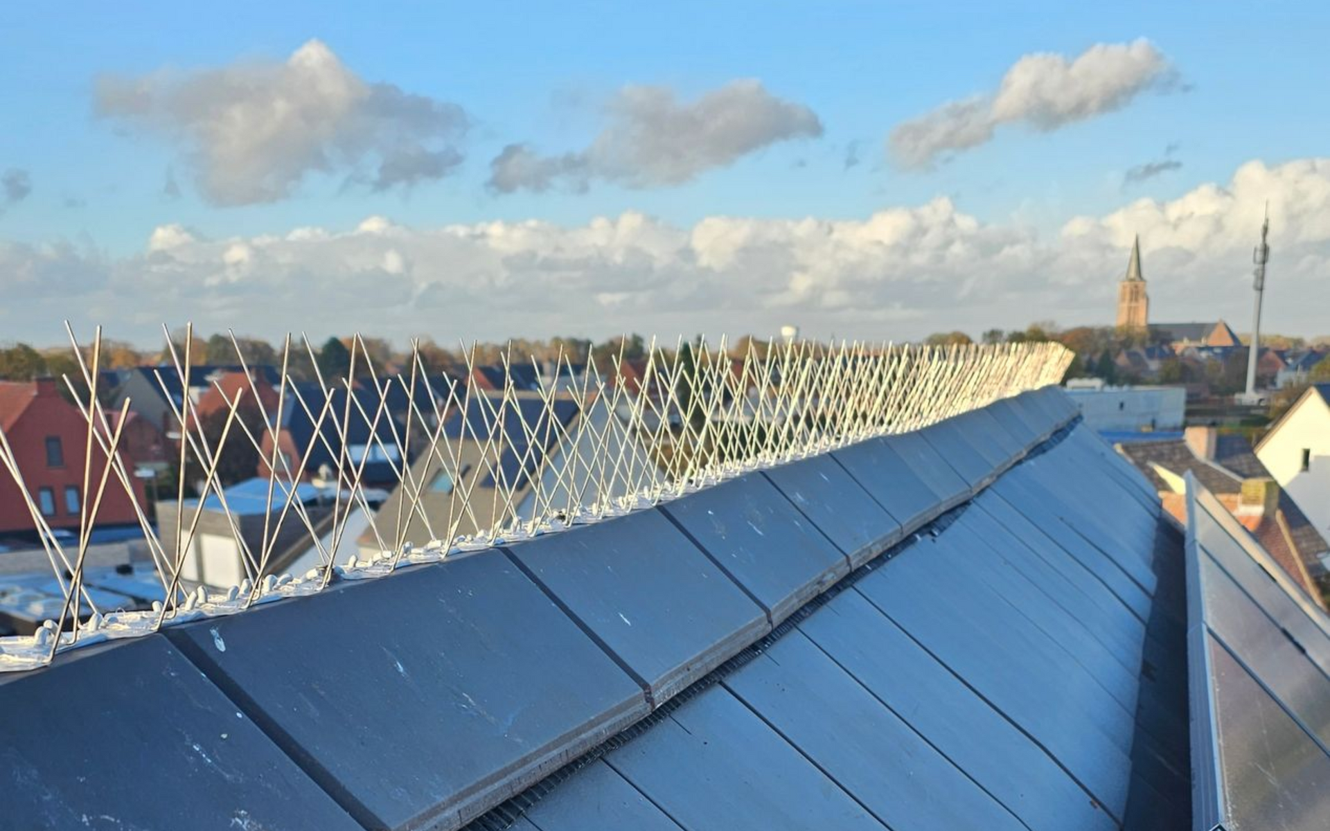 vogelpinnen tegen duiven en kauwen