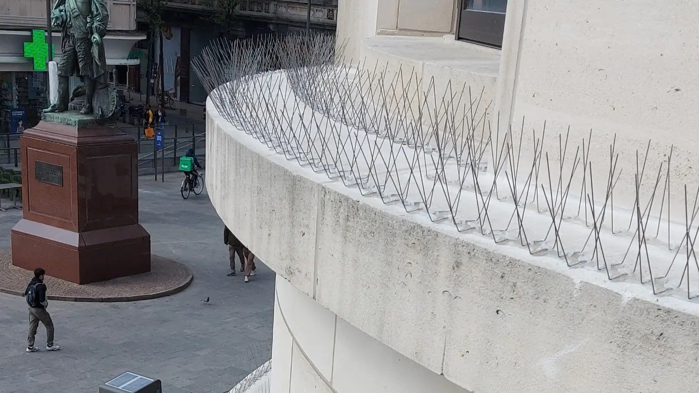 Vogelpinnen geplaatst op richel in Tongeren door Killbugs