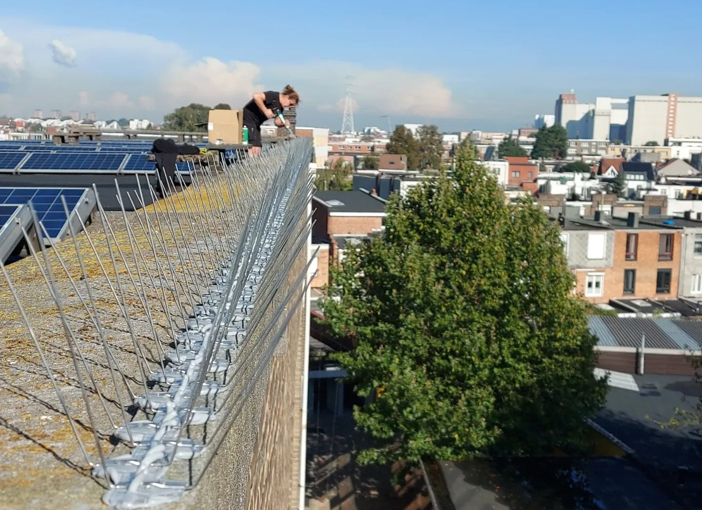 professioneel plaatsen van vogelpinnen
